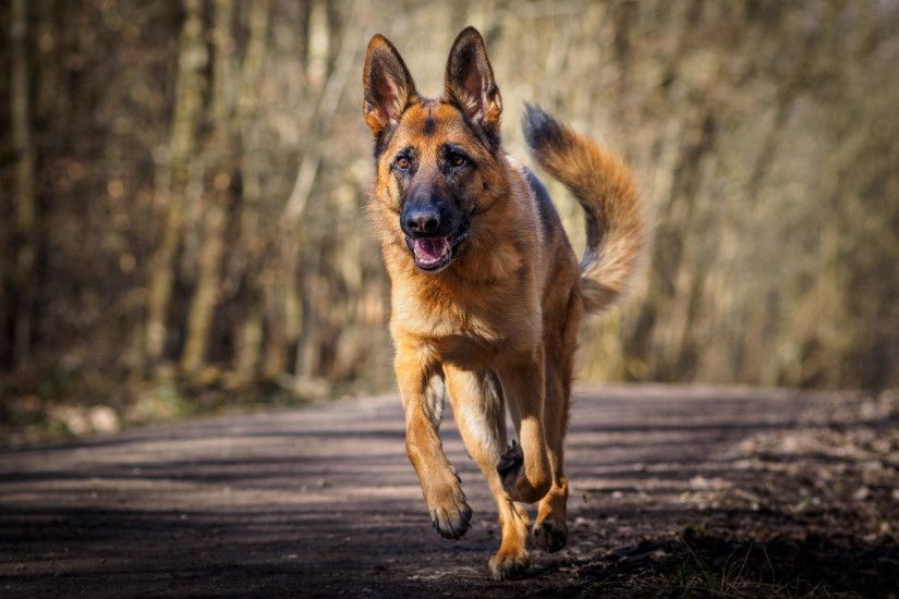 Animal - German Shepherd Animal Dog Running Wallpaper