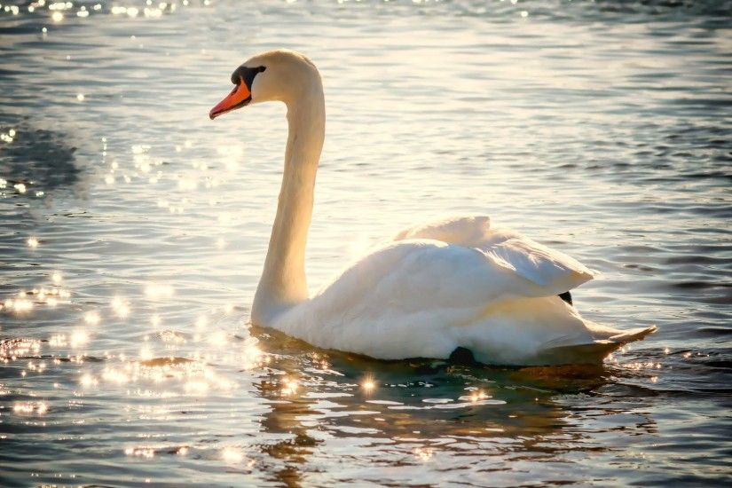 4K HD Wallpaper: Swan on Lake in a Sunny Day of February