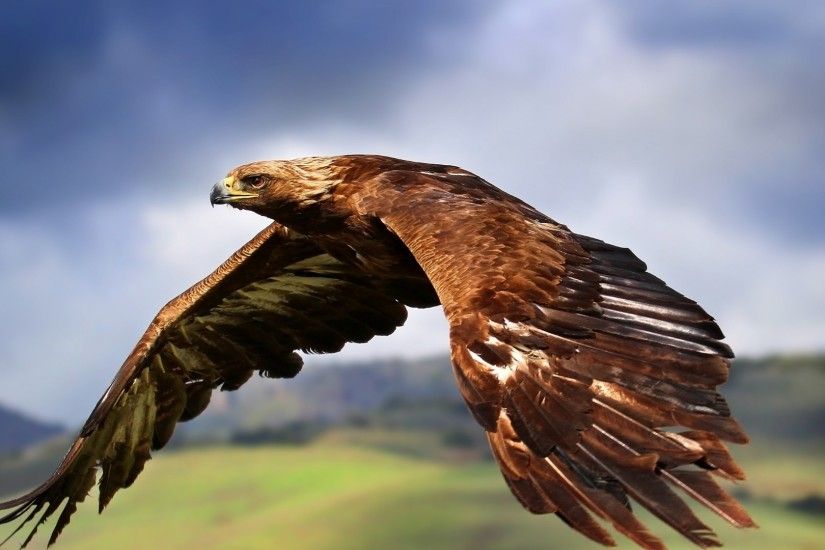 Full HD 1080p Eagle Wallpapers