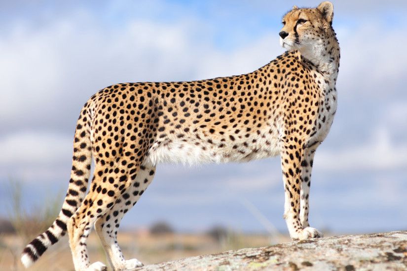 Animal - Cheetah Wallpaper | Felinos ferozes | Pinterest | Cheetah wallpaper,  Cheetahs and Animal