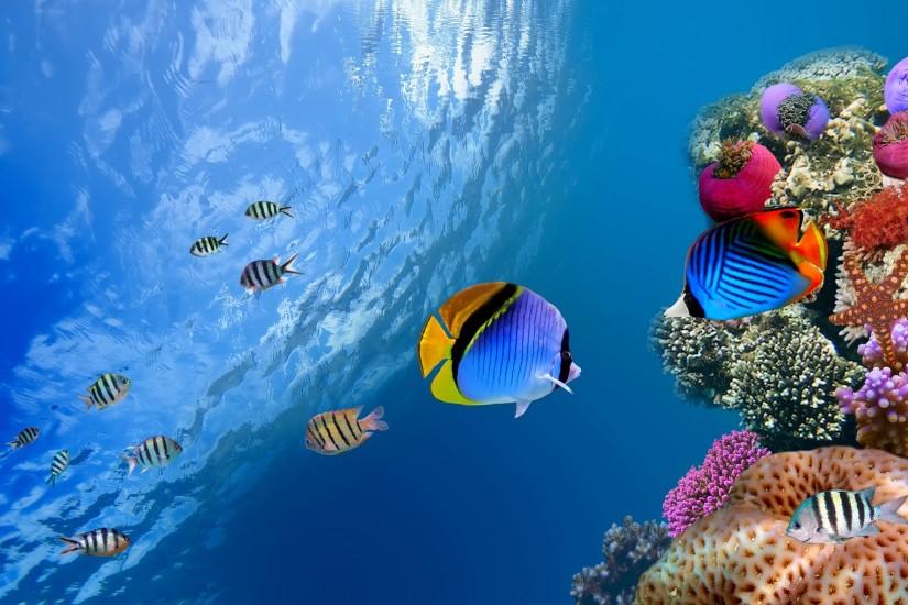 ... coral reef wallpapers full hd awesome wallpapers resolution on animals  category similar with