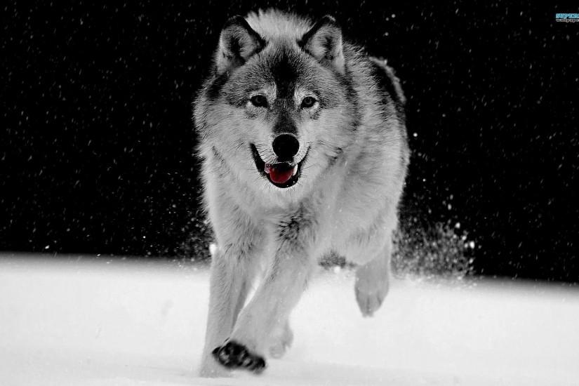 amazing wolf background 1920x1200 iphone