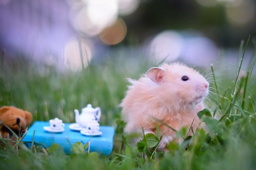 Hamster wallpaper Â· Cute Mouse
