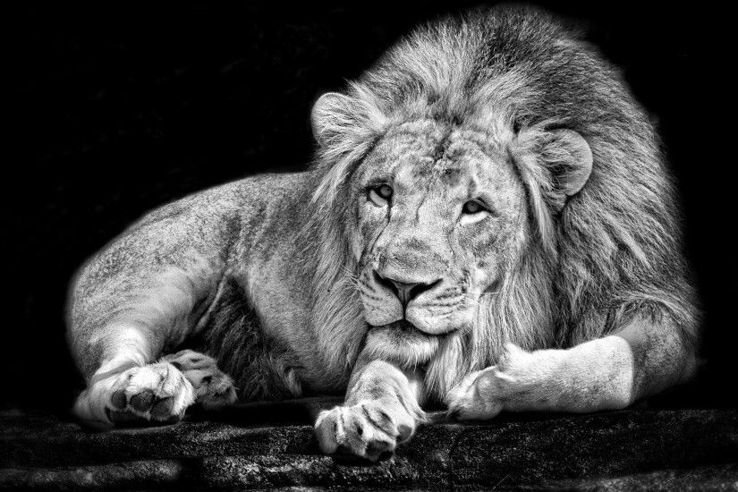 monochrome, Animals, Lion, Black, White Wallpapers HD / Desktop and Mobile  Backgrounds