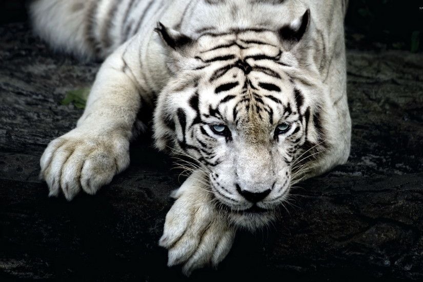 White tiger with beautiful blue eyes resting on a tree log wallpaper  2560x1600 jpg