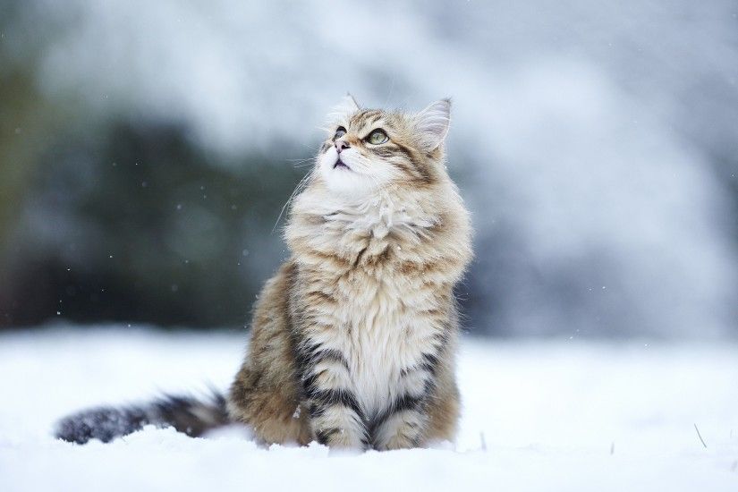 Winter Siberia photo