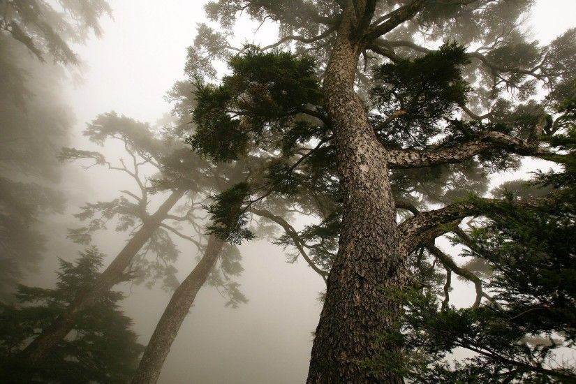 Related Wallpapers from Mount Everest Wallpaper. 2560x1440 Wallpaper tree,  pine, mighty, from below, fog, trunk
