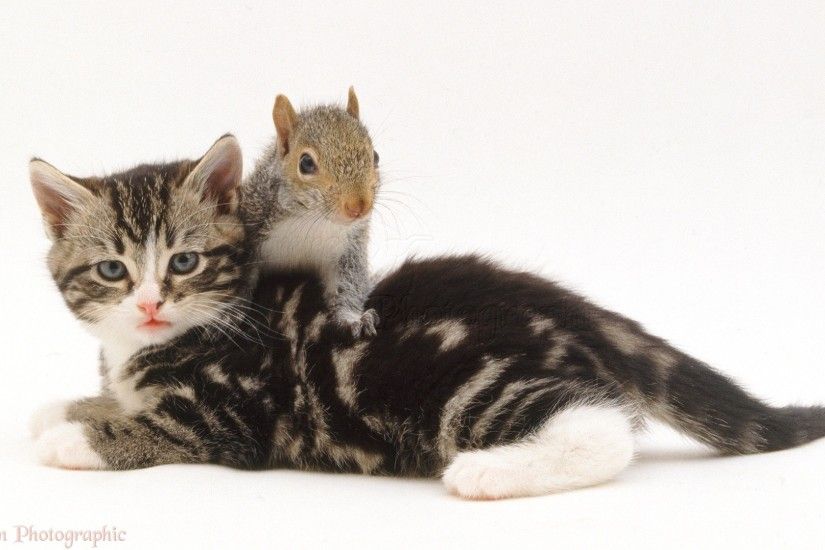 Tabby Kitten and Grey Squirrel