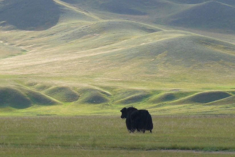 Mongolian Buffalo