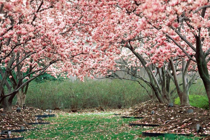 1920x1080 Wallpaper spring, garden, flowering, trees, pink