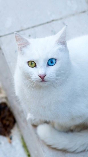 Cute white cat iPhone 7 wallpaper 10801920