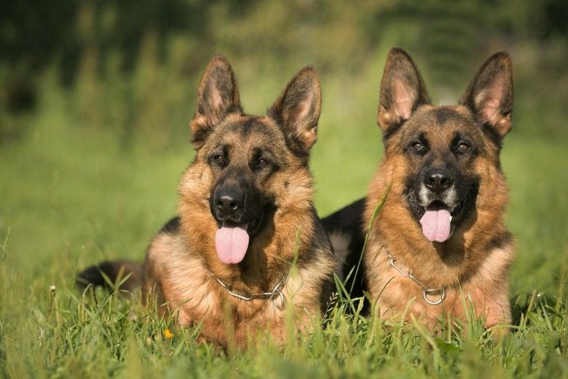 German Shepherd dog couple wallpaper
