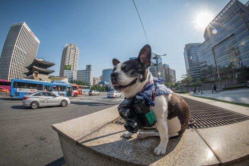 official seoul phodographer boston terrier korea