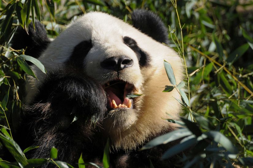 funny panda Bear Wallpaper Desktop panda bear funny