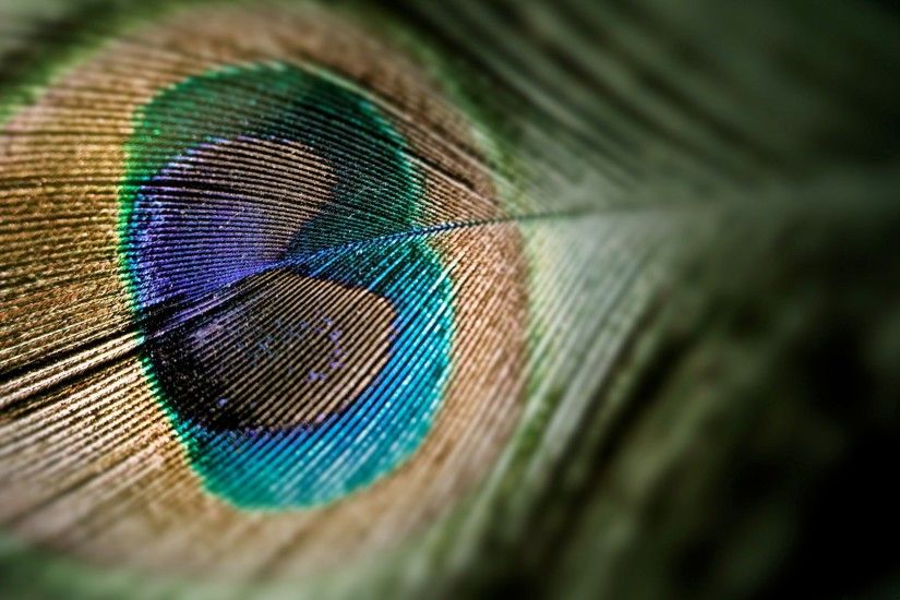 Peacock Feather HD Resolution Wallpaper