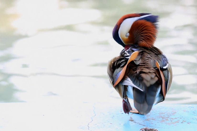 The wood duck is the most colorful North American waterfowl species of  perching duck found in North America. Stock Video Footage - VideoBlocks