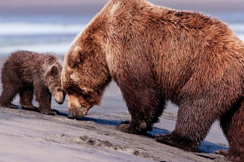 1920x1080 Wallpaper bears, baby, couple, caring