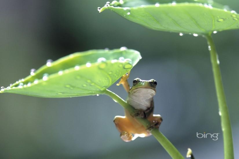 Free Download Bing Wallpapers HD. Frog climbing taro plant