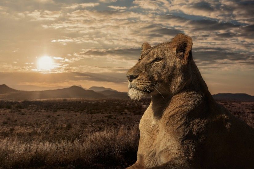 leo lioness savannah sunset