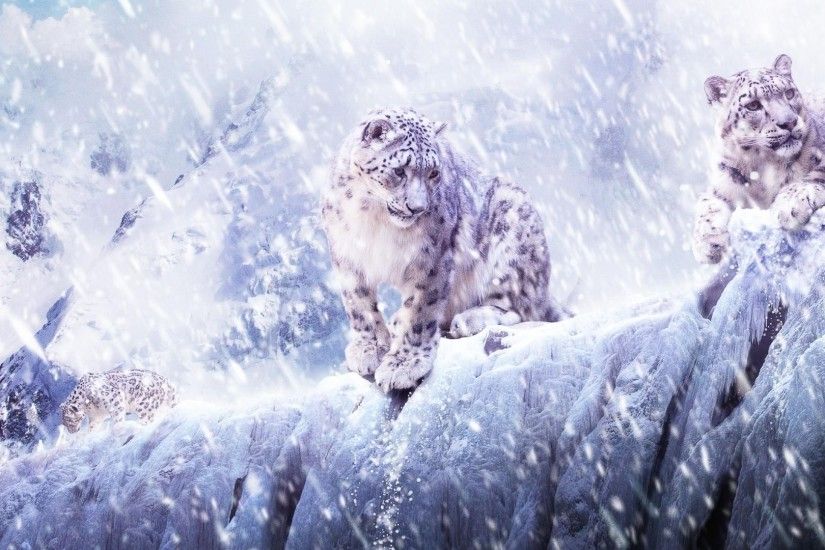 nature, Animals, Leopard, Snow Leopards, Snow Wallpapers HD / Desktop and  Mobile Backgrounds