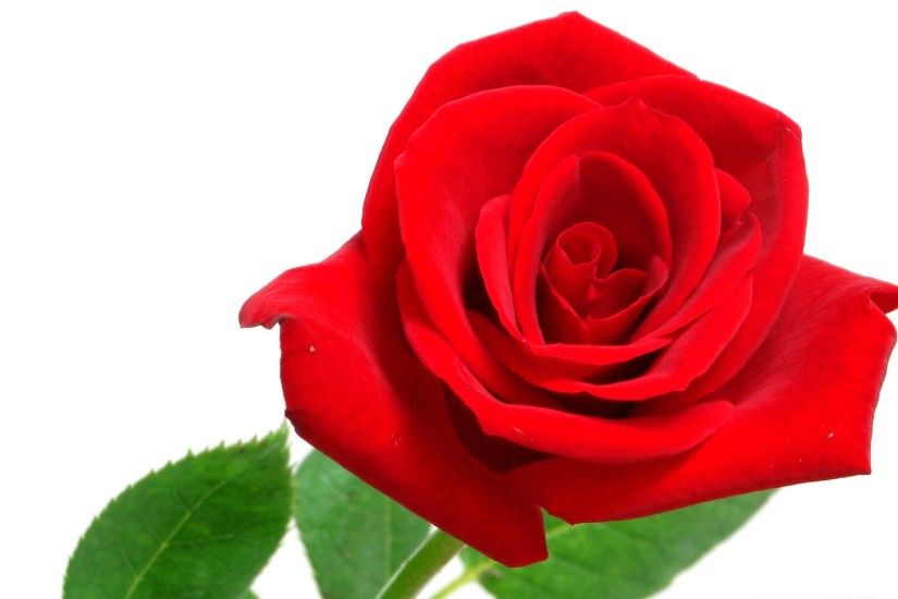 Red rose on white background wide