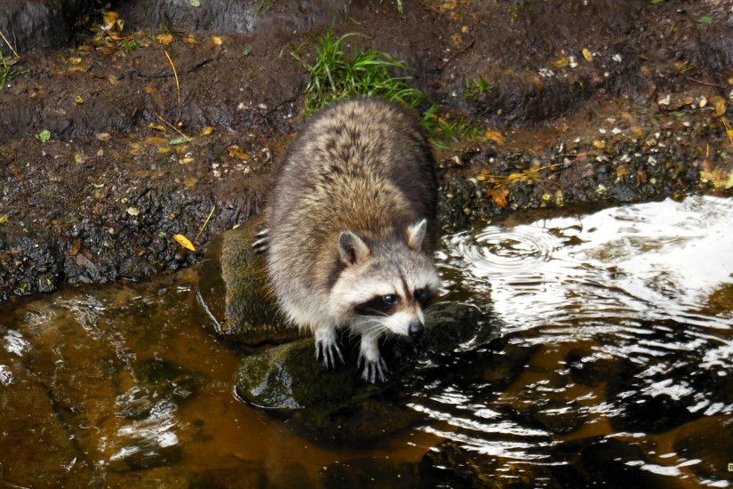 HD wallpaper raccoon on rock at water