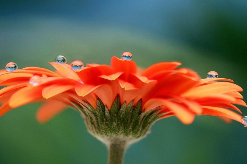Most Beautiful Flower HD Wallpaper – Orange Flower