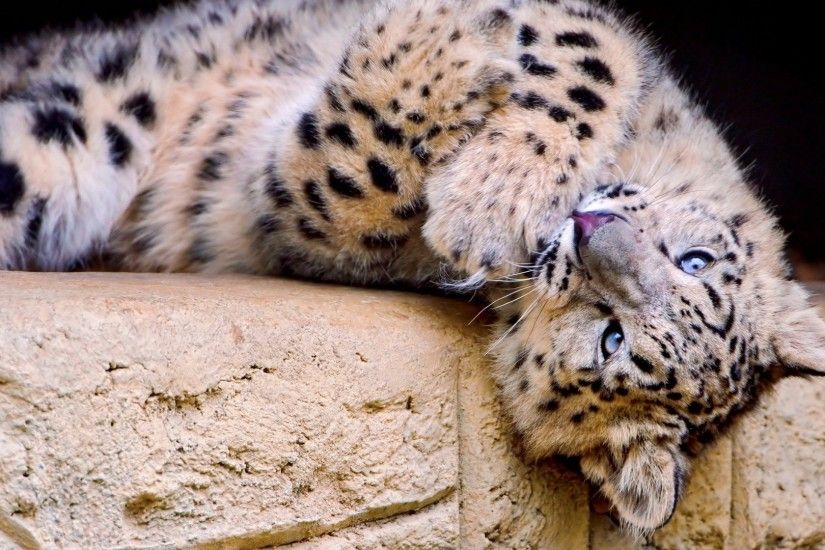 snow leopard, spotted, big cat