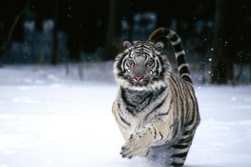 White Tiger HD Animals wallpapers