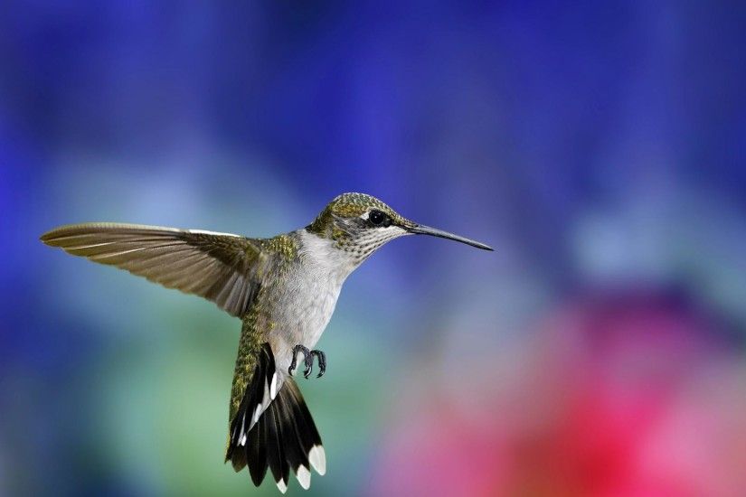 Free Hummingbird Wallpapers Wallpaper