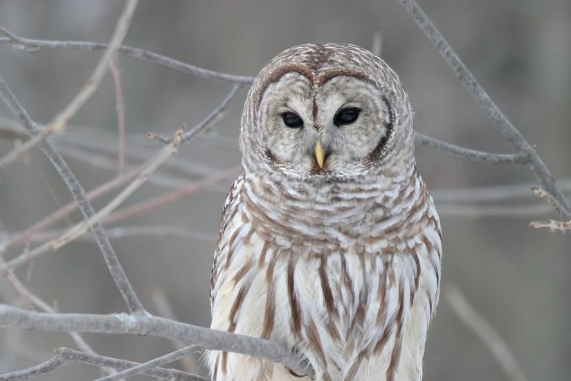 Cute Owl HD Pictures.