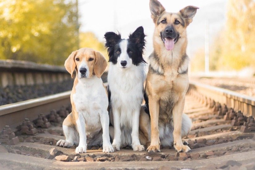 shepherd border collie beagle dogs trio trinity railroad