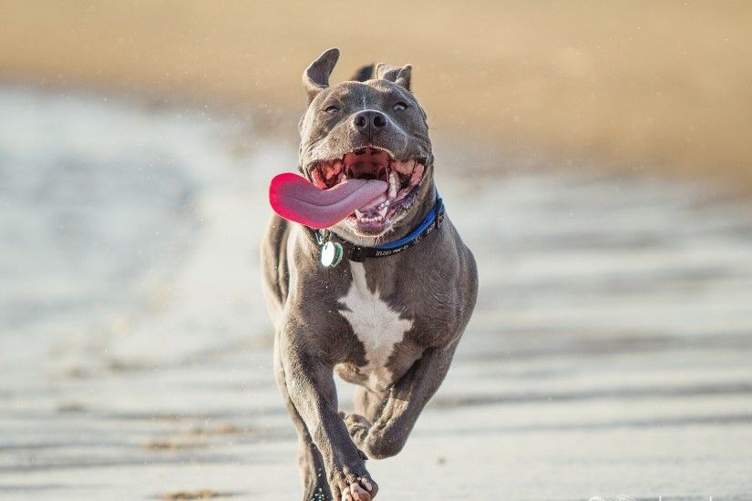 pit bull terrier, run, protruding tongue