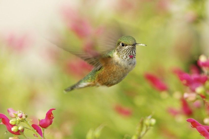 2560x1600 High Resolution Wallpaper = hummingbird