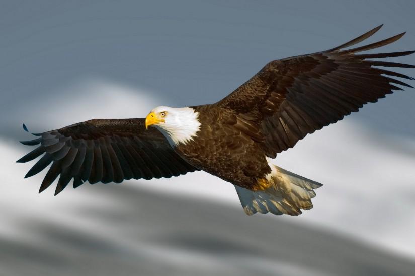 Beautiful Bald Eagle Flying HD Image