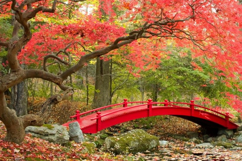 Wallpaper Autumn, Maple trees, Japanese Garden, 4K, Nature, #3546