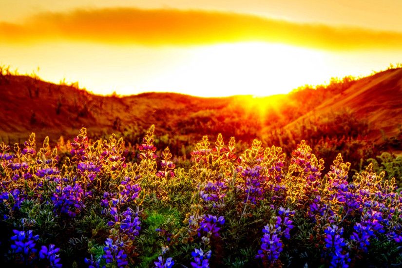 Beautiful Sunset And Flowers Wallpapers HD / Desktop and Mobile Backgrounds