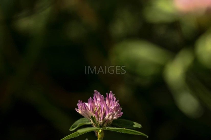 Wildflower, Single Flower, Pink, Nature
