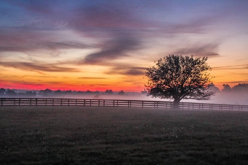 Free stock photo of sunset, fog, meadow, foggy