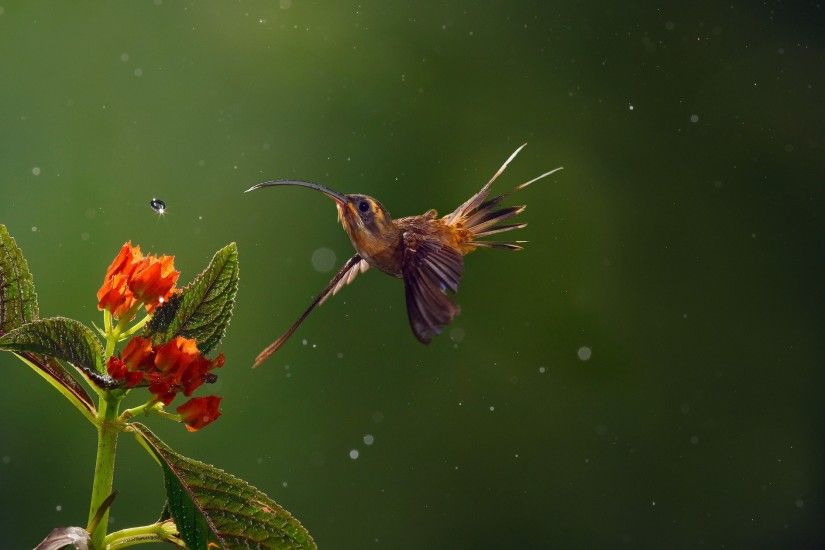å£ç´ç»å Â» ããããªã¨å¼¾ããæ°´æ»´ Hummingbird and popping