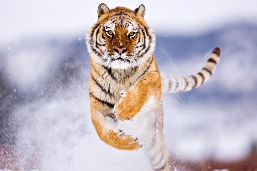 Siberian snow tiger iPhone Wallpapers iPhone Wallpaper