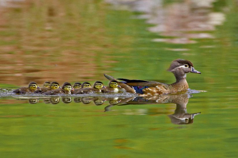 Picture of the day for May 09 2017 at by Bing; A female wood duck and  ducklings in Arapahoe County Colorado ( Robert Harding/Alamy)