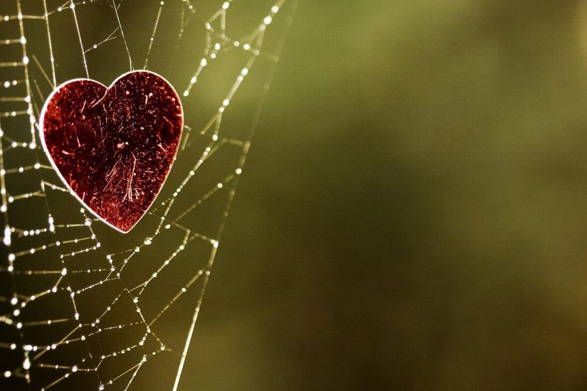 Heart Caught In A Spider Web HD Wallpaper