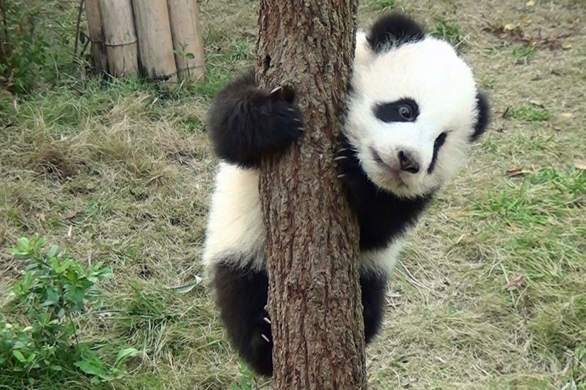 High Quality Creative Baby Panda Pictures