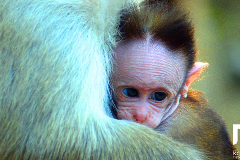 hd pics photos stunning attractive wildlife baby monkey rahul raj rj  photography 7 hd desktop background
