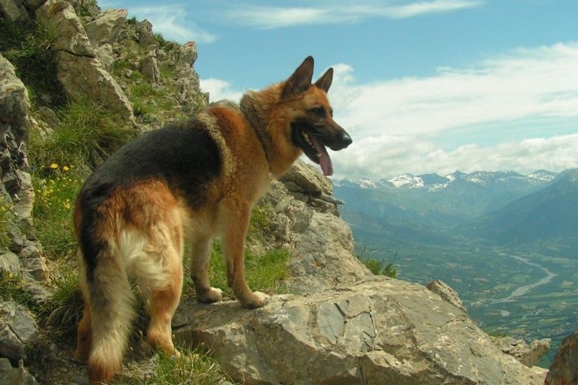 GERMAN SHEPHERD:- germanshephred dog