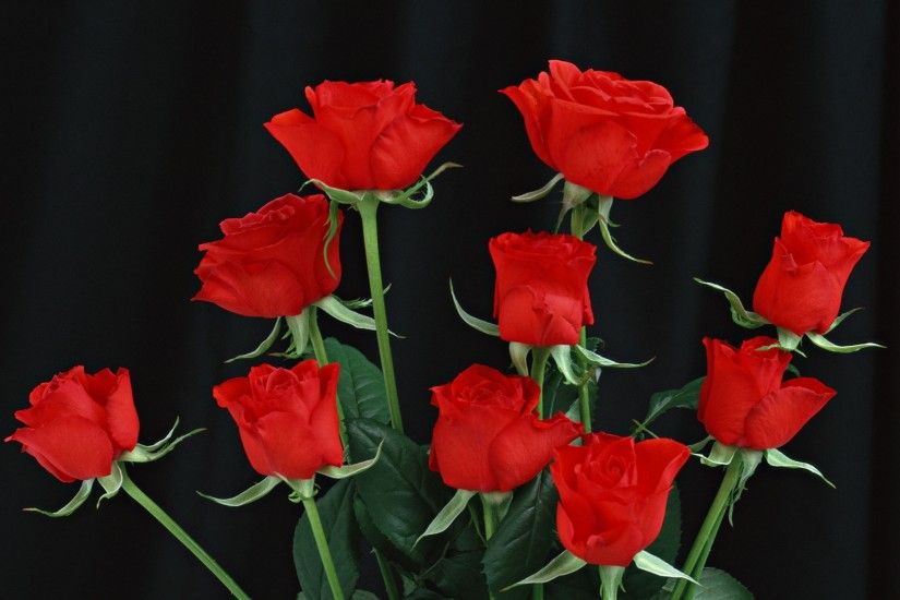 3840x2160 Wallpaper red roses, black background, flowers