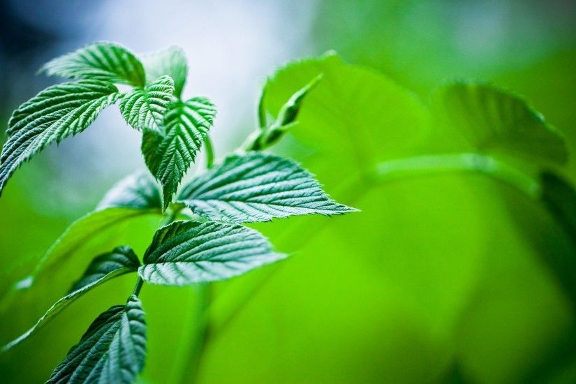 Misc - Plants Green Leaves Mint Desktop Background Images for HD 16:9 High  Definition