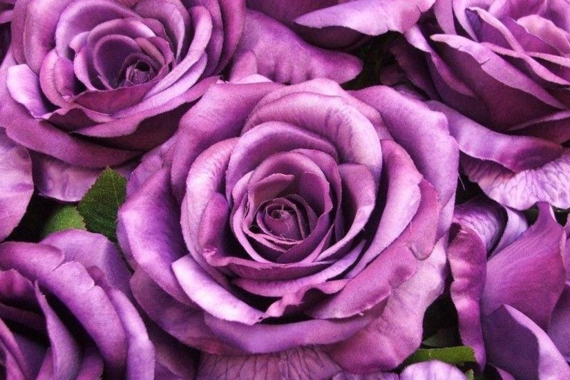 purple rose flowers Widescreen Wallpaper