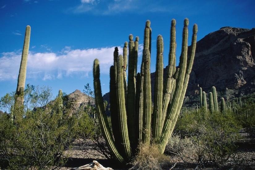 Preview wallpaper cactus, thorn, desert, sky, clouds, vegetation, mountains  1920x1080